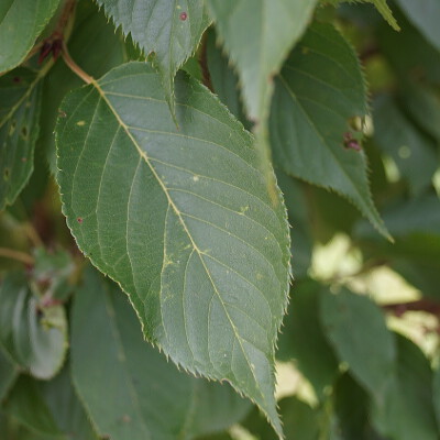 Prunus serrulata 'Fugenzo'